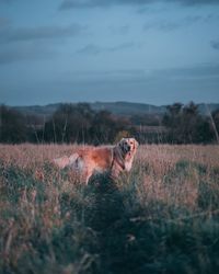 Cute dog on field during sunset