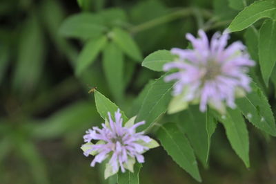 Close-up of purple flowering plant