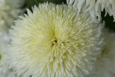 Close-up of pink flower blooming in garden