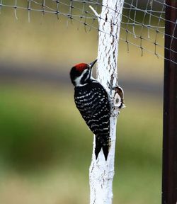 Close-up of bird perching on feeder