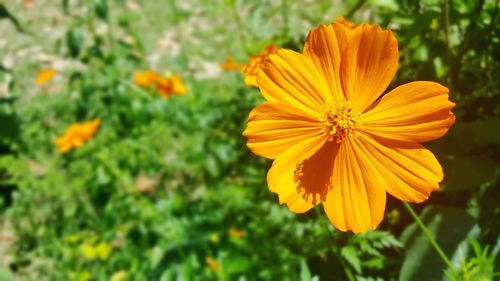 Close-up of yellow cosmos flower