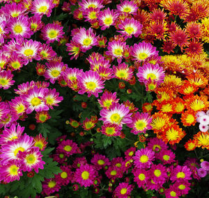 High angle view of pink flowering plants