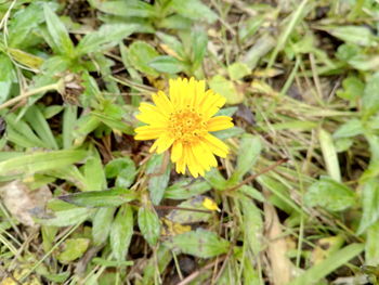 Close-up of yellow flowers blooming outdoors