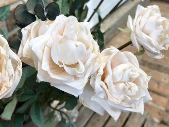 Close-up of white roses