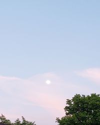 Low angle view of trees against sky