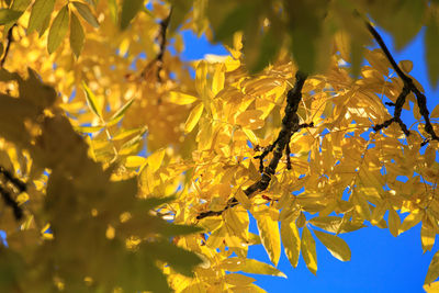 Close-up of yellow flower tree