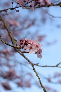 Close-up of cherry blossoms in spring