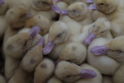 Close-up of chickens