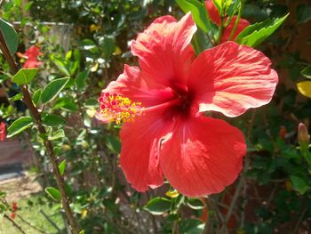 Close-up of red flower