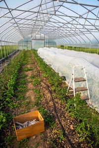 Plants growing in greenhouse