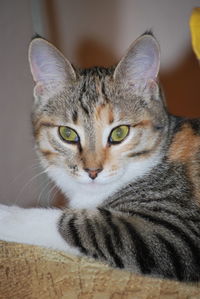 Close-up portrait of tabby cat