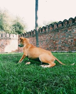 View of a dog on field