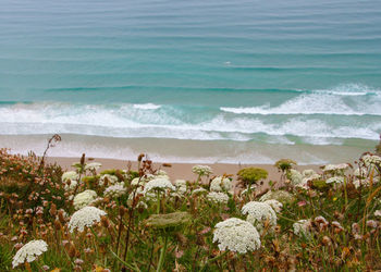 Flowers growing at beach