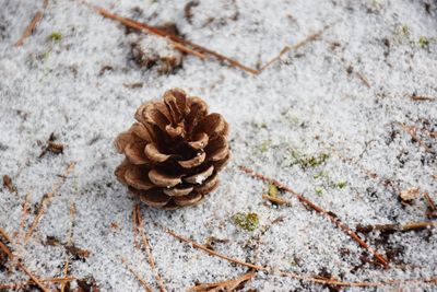 High angle view of pine cone on rock