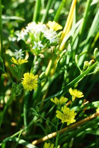 Close-up of yellow flowers blooming outdoors