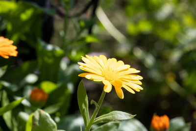 Close-up of yellow flowering plant