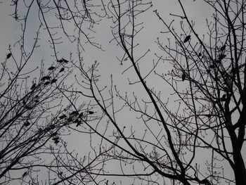 Low angle view of bare trees against sky