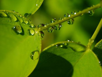 Close-up of wet plant leaves during rainy season