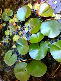 Full frame shot of water lily