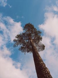 Low angle view of tree against sky