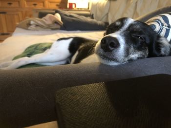 Close-up of dog resting on sofa at home