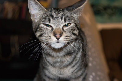 Close-up portrait of cat