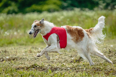 Borzoi dog in red shirt running and chasing lure in the field on coursing competition