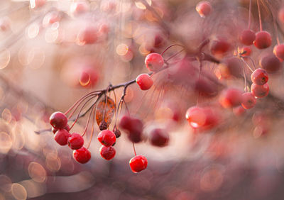 Close-up of berries growing on tree