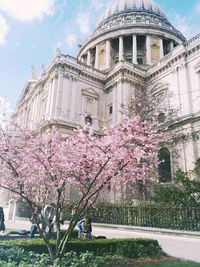 Flowers blooming on tree