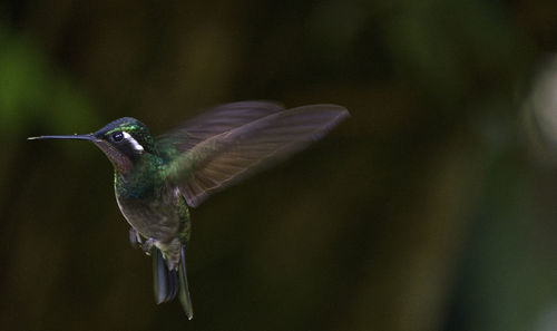 Close up of plant against blurred background