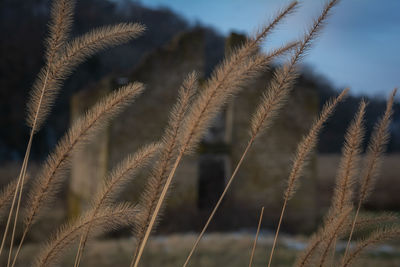 Close-up of stalks against blurred background
