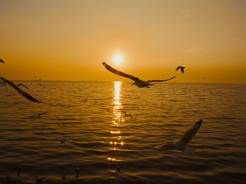 Sunset sea bird silhouette sunset.silhouette bird flying photography sea. minimal photography