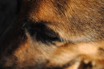 Close-up of dog