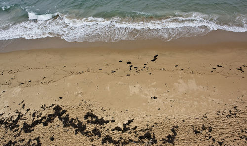 High angle view of birds on beach