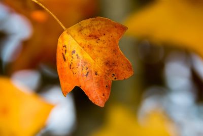 Close-up of yellow leaf on water