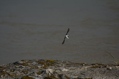 Bird flying over rock