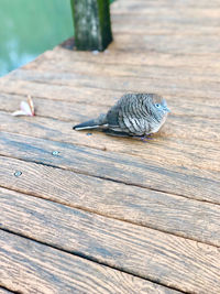 High angle view of bird on wood