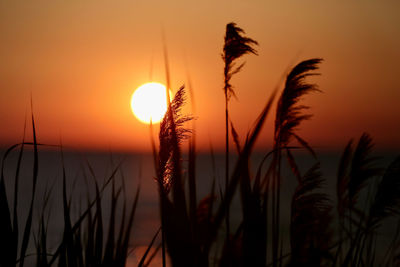 Close-up of silhouette plants against sunset