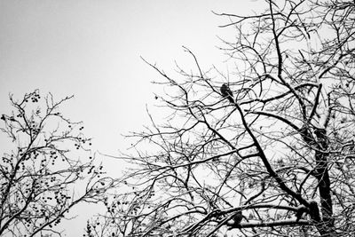 Low angle view of silhouette bare tree against clear sky