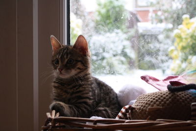 Close-up of cat sitting on window