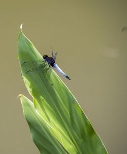 Close-up of insect on plant