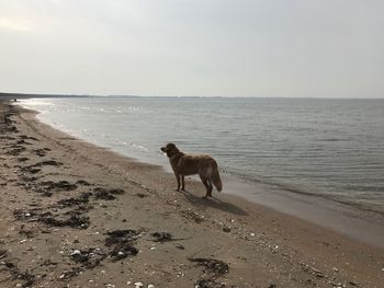 Dog on beach against sky