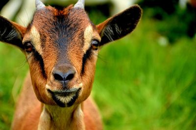 Close-up portrait of goat on grassy field