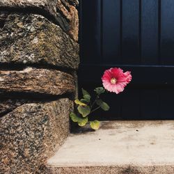 Close-up of pink flowering plant against wall