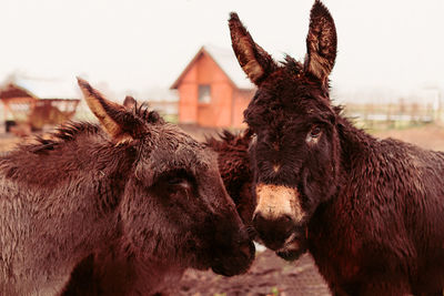 Close-up of horses against sky