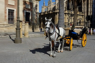 Horse cart on street amidst buildings