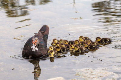 Birds swimming in lake