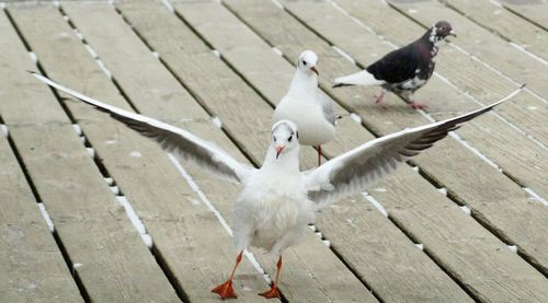 Close-up of birds perching on water