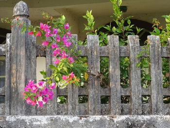 Pink flowering plants on wooden fence