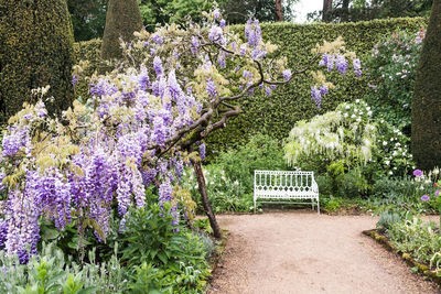Purple flowering plants in park